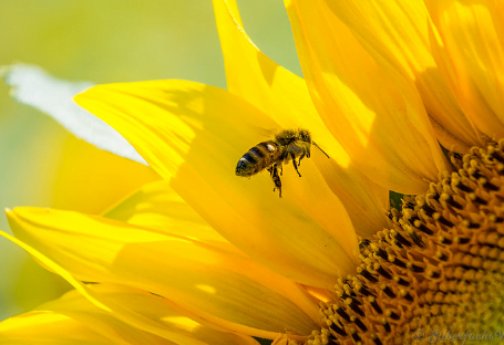 GT Reading Passage - Understanding Bee Bahaviour