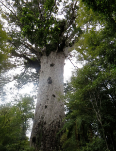GT Reading - Kauri Gum Tree Picture